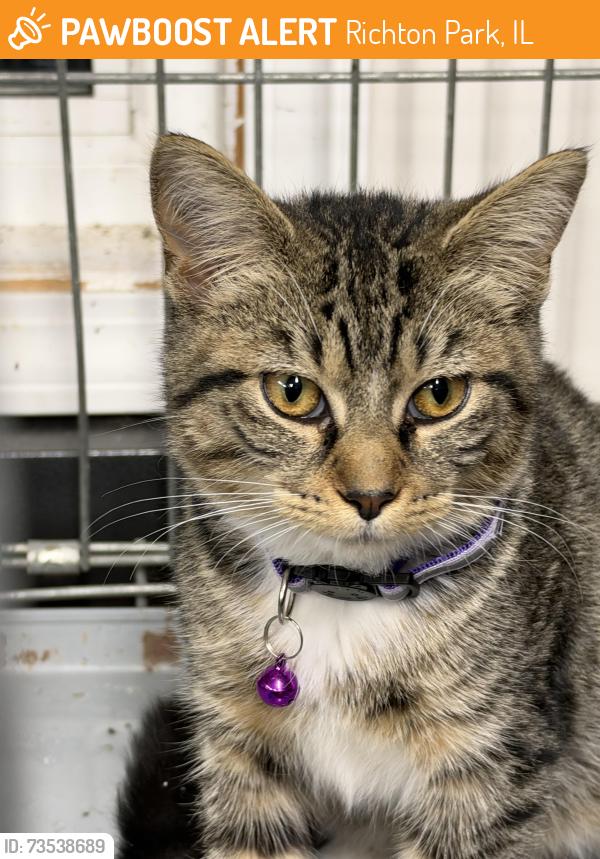 Found/Stray Female Cat last seen Behind McDonald’s, Richton Park, IL 60471
