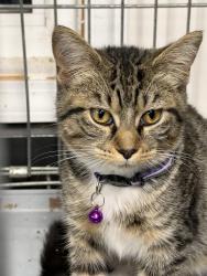 Found/Stray Female Cat last seen Behind McDonald’s, Richton Park, IL 60471