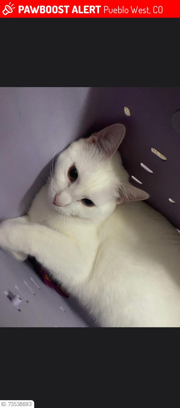 Lost Male Cat last seen Coral and Papago, Pueblo West, CO 81007