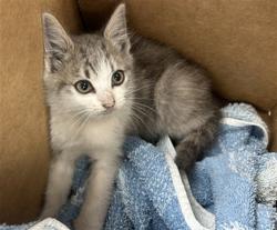 Shelter Stray Female Cat last seen FOLSOM X 1ST, 1419 Bryant St, San Francisco, CA 94103, USA
