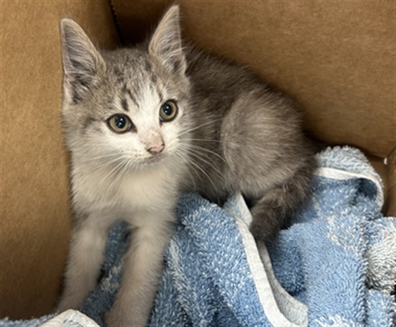 Shelter Stray Female Cat last seen FOLSOM X 1ST, 1419 Bryant St, San Francisco, CA 94103, USA
