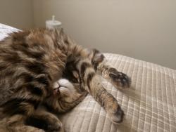 Found/Stray Female Cat last seen Chula vista, Chula Vista, CA 91912