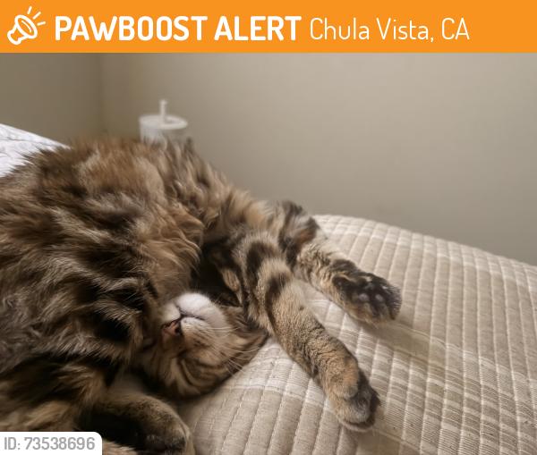 Found/Stray Female Cat last seen Chula vista, Chula Vista, CA 91912