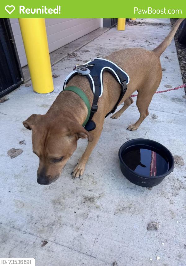 Reunited Female Dog last seen Wadsworth rd-261 and Romig Rd, Akron, OH 44320