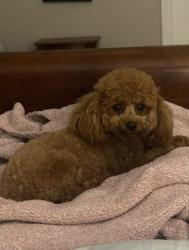Lost Female Dog last seen Near raleigh rd benson nc, Benson, NC 27504