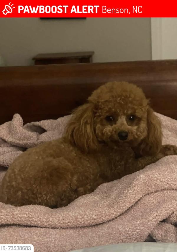 Lost Female Dog last seen Near raleigh rd benson nc, Benson, NC 27504