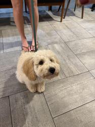 Reunited Male Dog last seen Manett St, Dallas, TX 75206