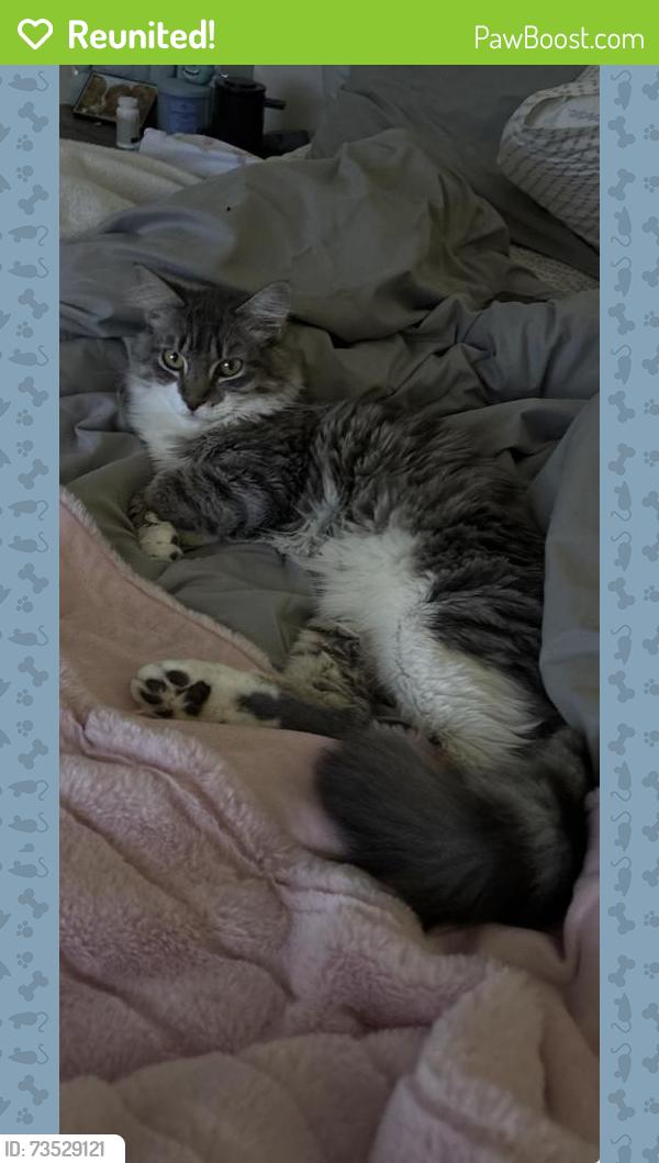 Reunited Female Cat last seen Lillian Highway in Fairfield, Pensacola, FL 32506