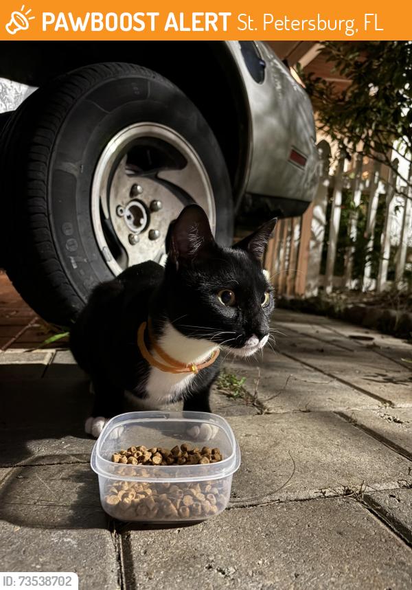 Found/Stray Unknown Cat last seen 5th Ave N & 51st, St. Petersburg, FL 33710