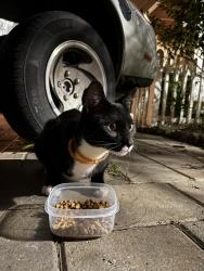 Found/Stray Unknown Cat last seen 5th Ave N & 51st, St. Petersburg, FL 33710
