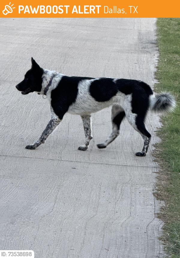 Found/Stray Unknown Dog last seen Northcliff and Buckner, Dallas, TX 75218