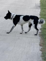 Found/Stray Unknown Dog last seen Northcliff and Buckner, Dallas, TX 75218