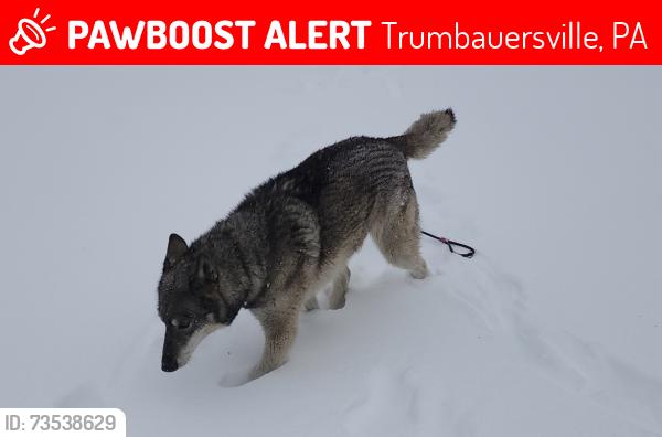Lost Female Dog last seen Trumboursville rd, Trumbauersville, PA 18970