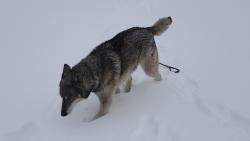 Lost Female Dog last seen Trumboursville rd, Trumbauersville, PA 18970