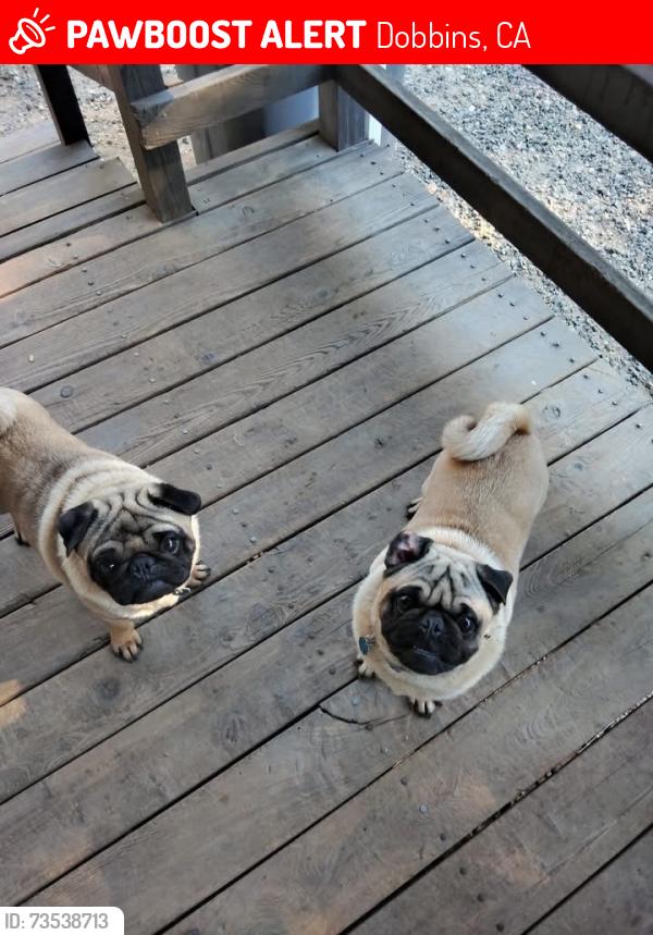 Lost Male Dog last seen Toby and marysville road, Dobbins, CA 95919