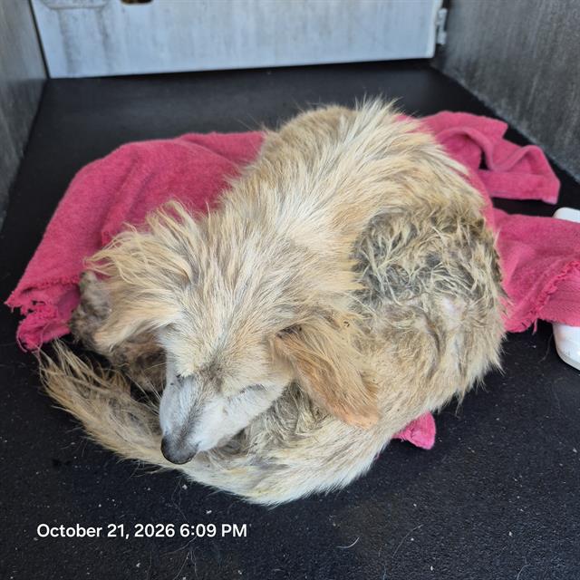 Shelter Stray Male Dog last seen Near BLOCK LONGVIEW, 4710 TX-151, San Antonio, TX 78227, USA