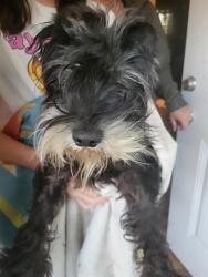 Shelter Stray Male Dog last seen Near BLOCK BAILEY AVE, 4710 TX-151, San Antonio, TX 78227, USA