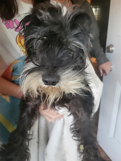 Shelter Stray Male Dog last seen Near BLOCK BAILEY AVE, 4710 TX-151, San Antonio, TX 78227, USA