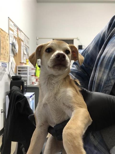 Shelter Stray Male Dog last seen Near BLOCK E OLIVE AVE, FRESNO CA 93728 3250, 5277 E Airways Blvd, Fresno, CA 93727, USA