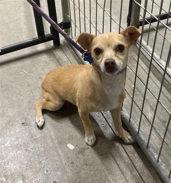 Shelter Stray Female Dog last seen Near BLOCK E OLIVE AVE, FRESNO CA 93728 3250, 5277 E Airways Blvd, Fresno, CA 93727, USA