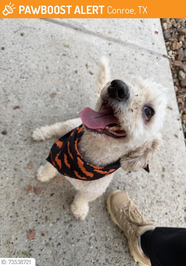 Found/Stray Unknown Dog last seen Willow Springs, Conroe, TX 77302