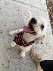 Found/Stray Unknown Dog last seen Willow Springs, Conroe, TX 77302