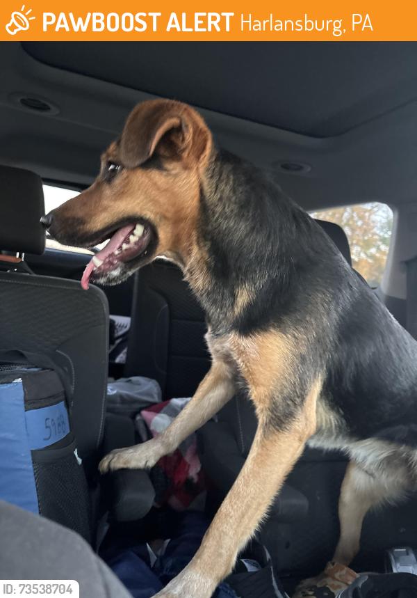 Found/Stray Male Dog last seen Harlansburg Road and Route 19, Harlansburg, PA 16156