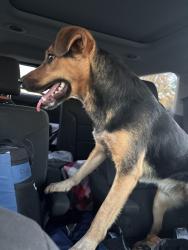 Found/Stray Male Dog last seen Harlansburg Road and Route 19, Harlansburg, PA 16156