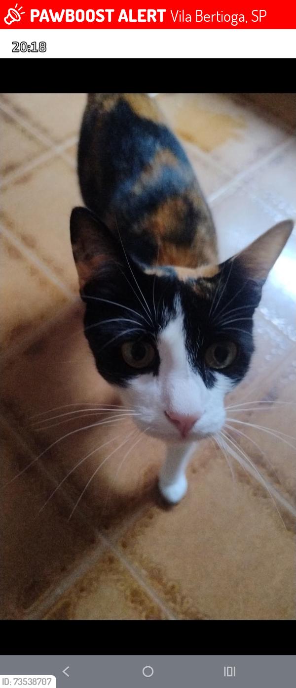 Lost Female Cat last seen Cruzamento com a rua Corumbaiba, Vila Bertioga, SP 