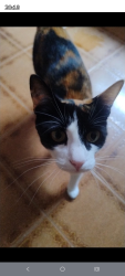 Lost Female Cat last seen Cruzamento com a rua Corumbaiba, Vila Bertioga, SP 