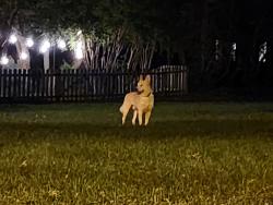 Found/Stray Male Dog last seen Saddle Run, Charlotte, NC 28269