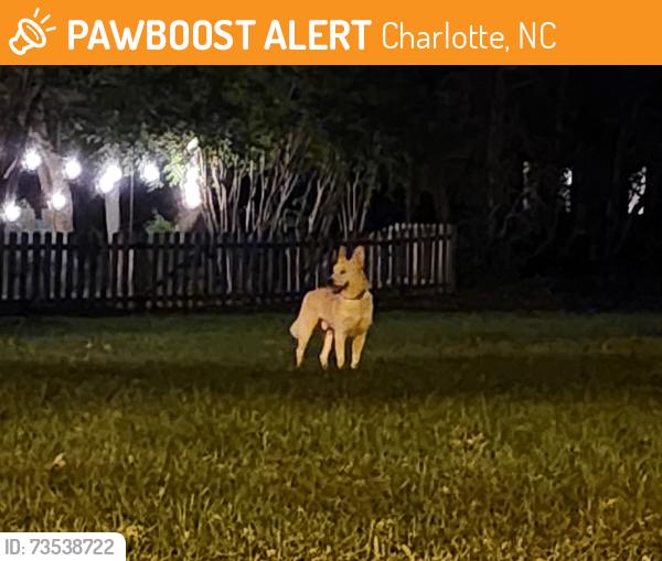 Found/Stray Male Dog last seen Saddle Run, Charlotte, NC 28269