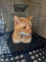 Shelter Stray Male Cat last seen Near BLOCK NW 2 AV, FORT LAUDERDALE FL 33311, 2400 SW 42nd St, Fort Lauderdale, FL 33312, USA