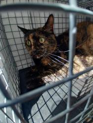 Shelter Stray Female Cat last seen Near BLOCK NW 2 AV, FORT LAUDERDALE FL 33311, 2400 SW 42nd St, Fort Lauderdale, FL 33312, USA