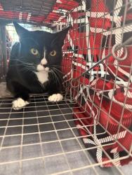 Shelter Stray Male Cat last seen Near BLOCK NE 1 ST, POMPANO BEACH FL 33060, 2400 SW 42nd St, Fort Lauderdale, FL 33312, USA