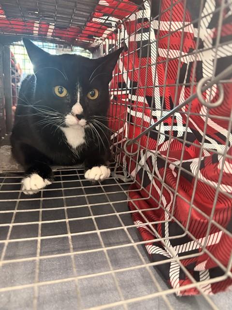 Shelter Stray Male Cat last seen Near BLOCK NE 1 ST, POMPANO BEACH FL 33060, 2400 SW 42nd St, Fort Lauderdale, FL 33312, USA