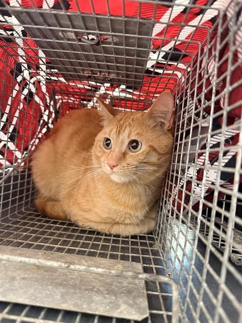 Shelter Stray Male Cat last seen Near BLOCK NE 1 ST, POMPANO BEACH FL 33060, 2400 SW 42nd St, Fort Lauderdale, FL 33312, USA