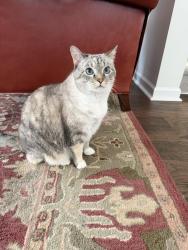 Reunited Female Cat last seen Palisades Alley, Wake Forest, NC 27587