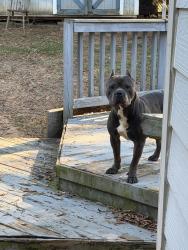 Found/Stray Male Dog last seen Backyard, Charlotte, NC 28213