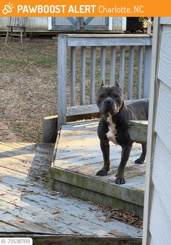 Found/Stray Male Dog last seen Backyard, Charlotte, NC 28213