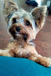 Reunited Male Dog last seen Woodland Avenue, Norfolk, VA 23504