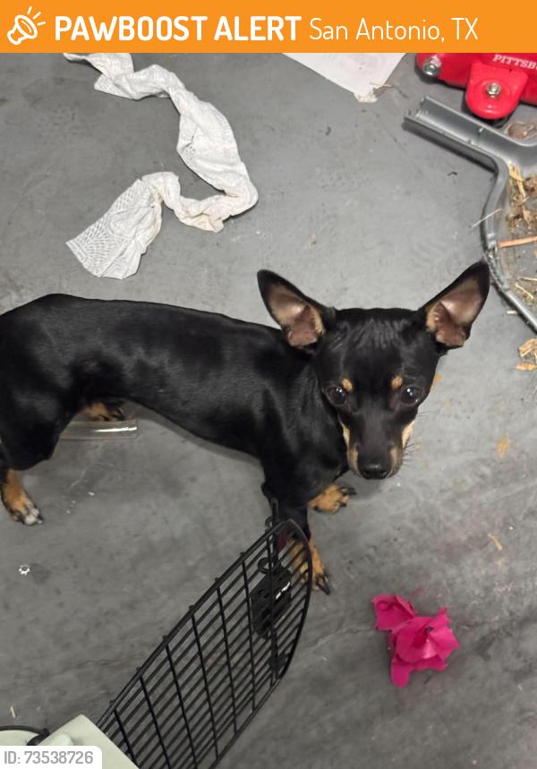 Found/Stray Male Dog last seen Quiet forest and new world dr, San Antonio, TX 78239