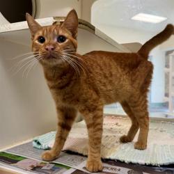 Shelter Stray Male Cat last seen Near BLOCK VAN BUREN BLVD, JURUPA VALLEY CA 92509, 6851 Van Buren Boulevard, Jurupa Valley, CA 92509, USA