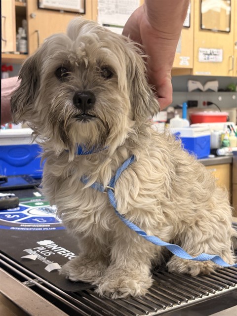 Shelter Stray Male Dog last seen Near BLOCK MAIN ST, RIVERSIDE, CA, 6851 Van Buren Boulevard, Jurupa Valley, CA 92509, USA