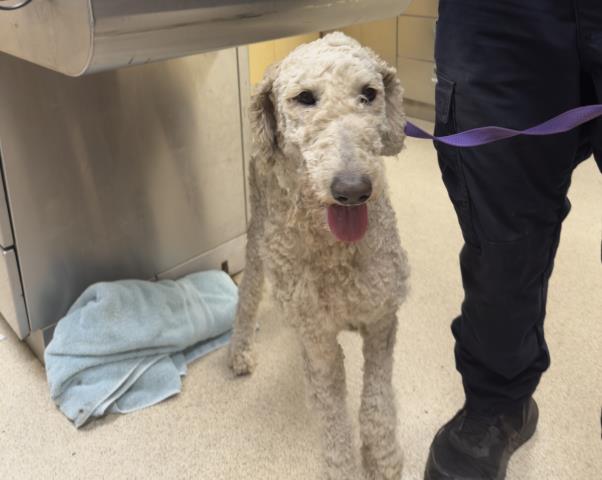 Shelter Stray Female Dog last seen Near BLOCK AULD ST, RIVERSIDE, CA, 6851 Van Buren Boulevard, Jurupa Valley, CA 92509, USA