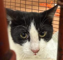 Shelter Stray Female Cat last seen SINGING TREE WAY/ PEARL WOOD WAY, 95843, 3839 Bradshaw Rd, Sacramento, CA 95827, USA