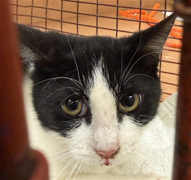 Shelter Stray Female Cat last seen SINGING TREE WAY/ PEARL WOOD WAY, 95843, 3839 Bradshaw Rd, Sacramento, CA 95827, USA