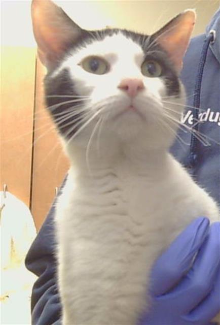 Shelter Stray Male Cat last seen NORRIS AVE/PASADENA AVE, 95841, 3839 Bradshaw Rd, Sacramento, CA 95827, USA