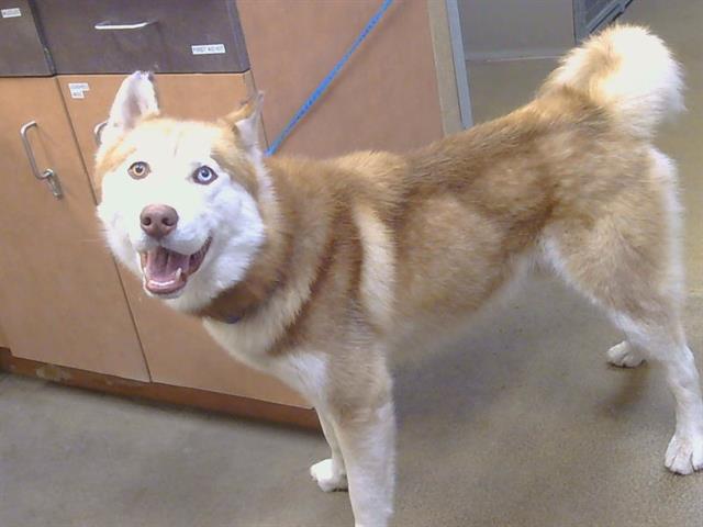 Shelter Stray Male Dog last seen EASTERN AVE/IONE ST, 95864, 3839 Bradshaw Rd, Sacramento, CA 95827, USA