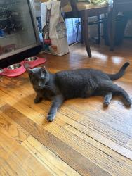 Lost Male Cat last seen Near River St, Boston, MA 02136